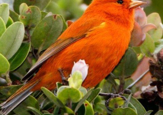 Loxops coccineus