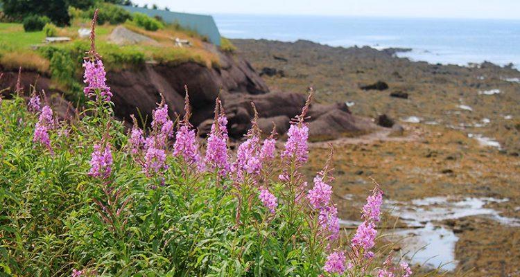 Lupinus aridorum