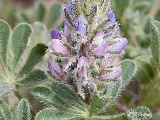 Lupinus nipomensis