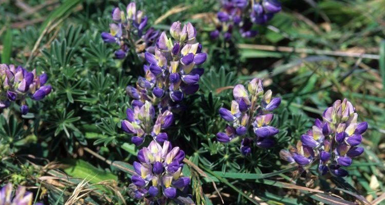 Lupinus tidestromii
