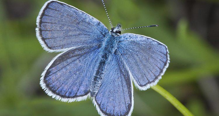 Lycaeides melissa samuelis