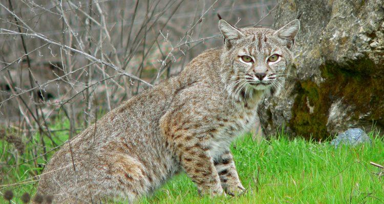 Lynx (=Felis) rufus escuinapae