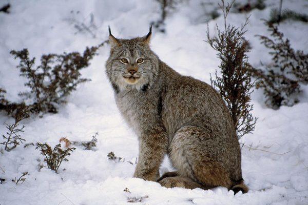 Lynx canadensis