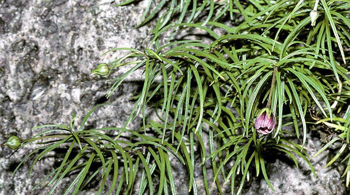 Lysimachia filifolia