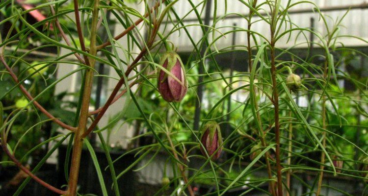 Lysimachia lydgatei