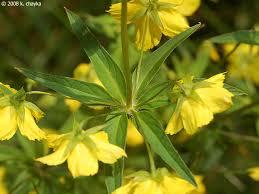 Lysimachia pendens
