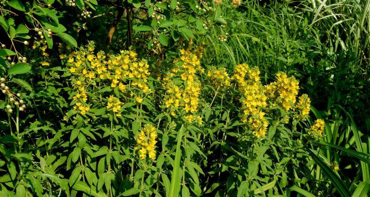 Lysimachia scopulensis