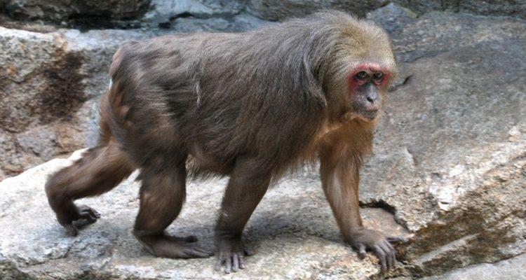 Macaca arctoides
