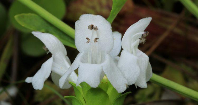 Macbridea alba
