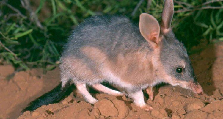Macrotis leucura