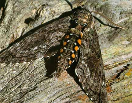 Manduca blackburni