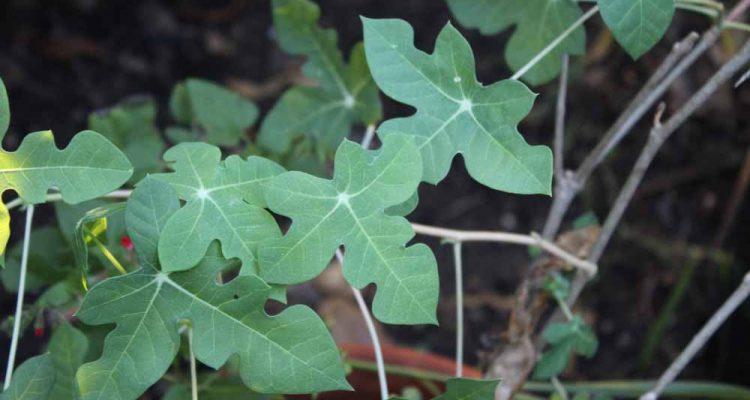 Manihot walkerae
