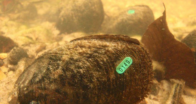 Margaritifera hembeli