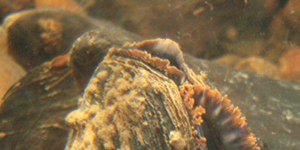 Margaritifera marrianae