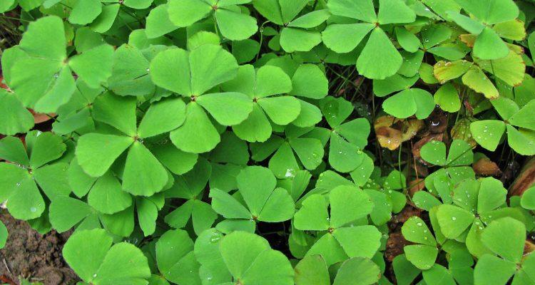Marsilea villosa