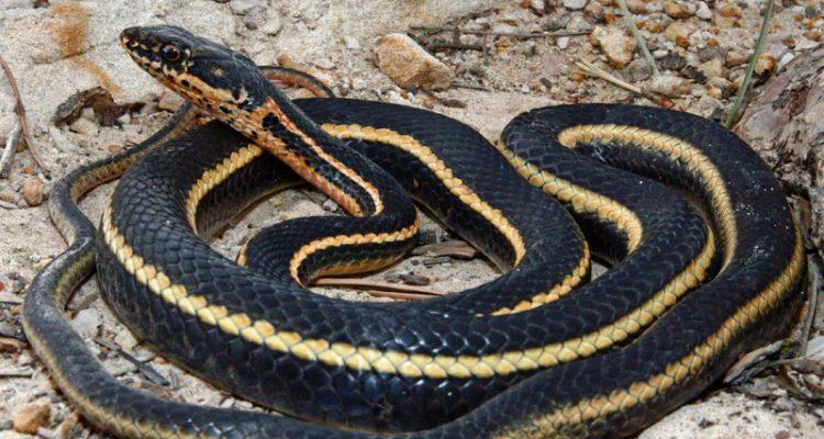 Masticophis lateralis euryxanthus