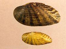 Medionidus acutissimus