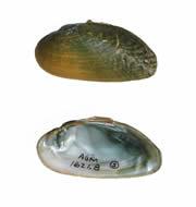 Medionidus parvulus