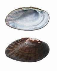 Medionidus simpsonianus