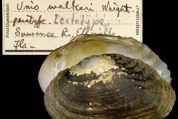 Medionidus walkeri