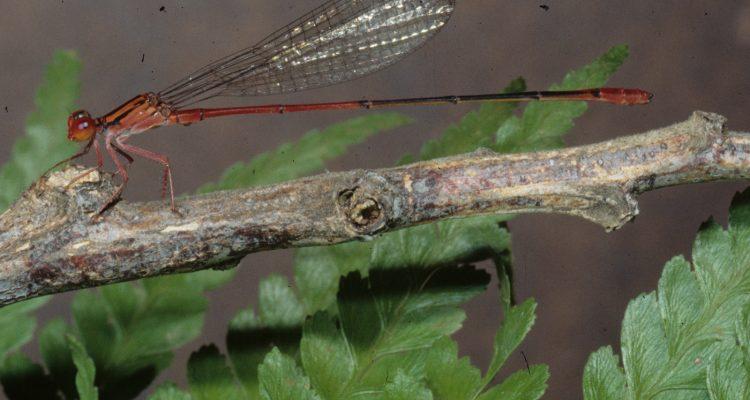 Megalagrion leptodemas
