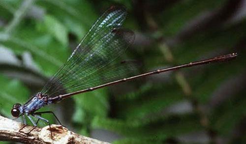 Megalagrion nesiotes