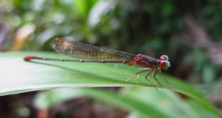 Megalagrion nigrohamatum nigrolineatum