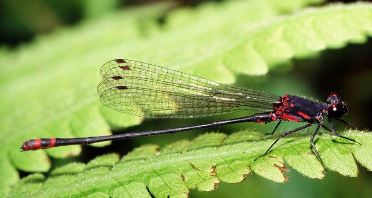 Megalagrion pacificum