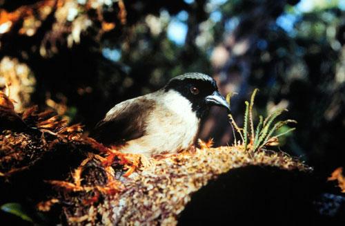 Melamprosops phaeosoma