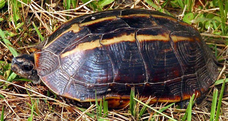 Melanochelys tricarinata