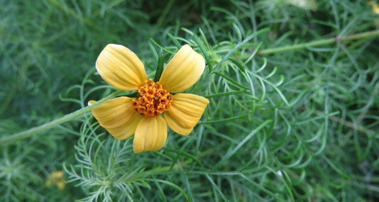Melanthera tenuifolia