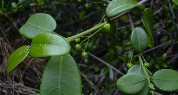 Melicope adscendens