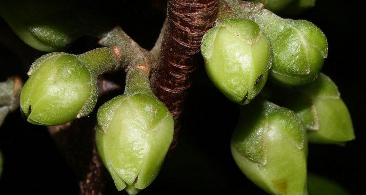 Melicope christophersenii