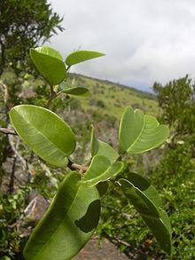 Melicope degeneri