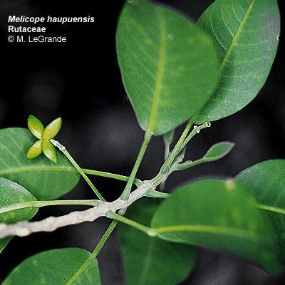 Melicope haupuensis