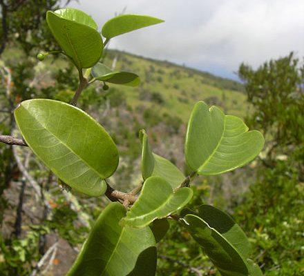 Melicope lydgatei