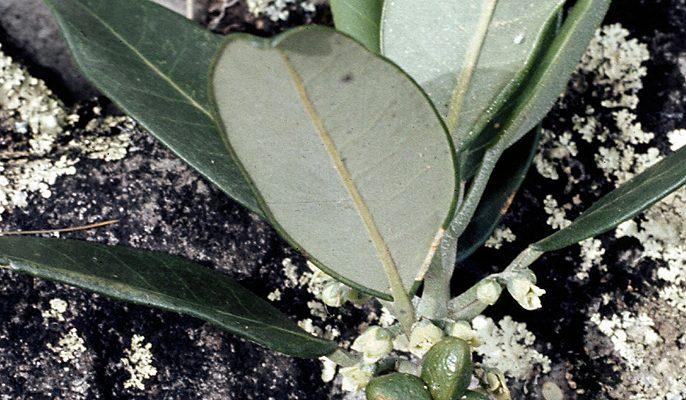 Melicope makahae