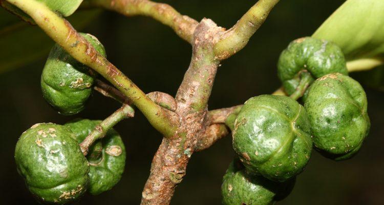 Melicope ovalis