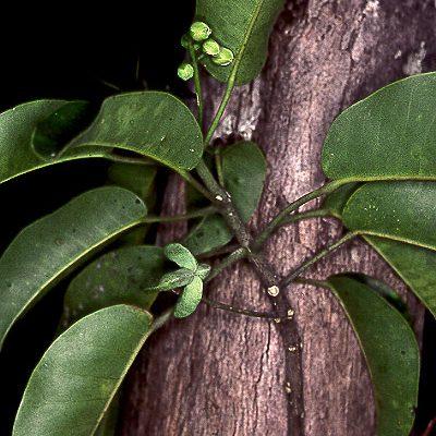 Melicope pallida