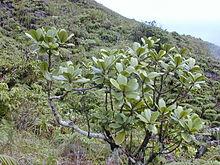 Melicope puberula
