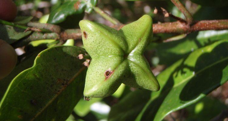 Melicope zahlbruckneri