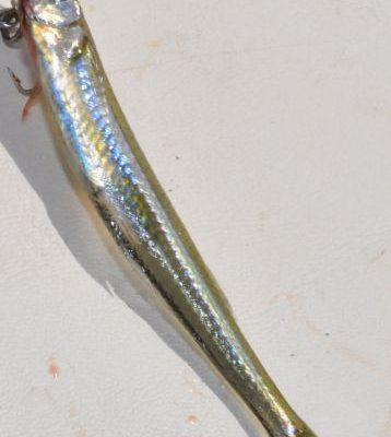 Menidia extensa