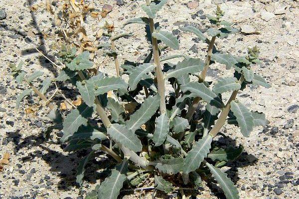 Mentzelia leucophylla