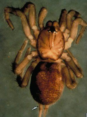 Microhexura montivaga