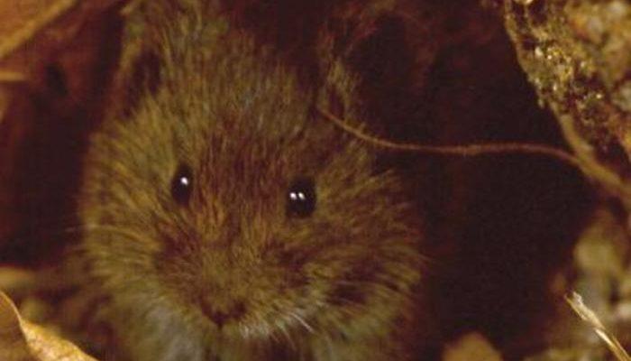 Microtus mexicanus hualpaiensis