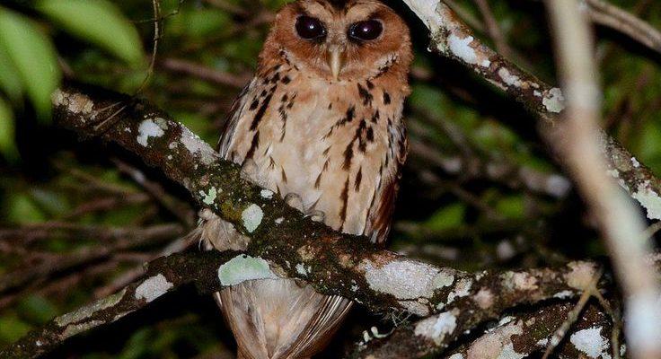 Mimizuku (=Otus) gurneyi