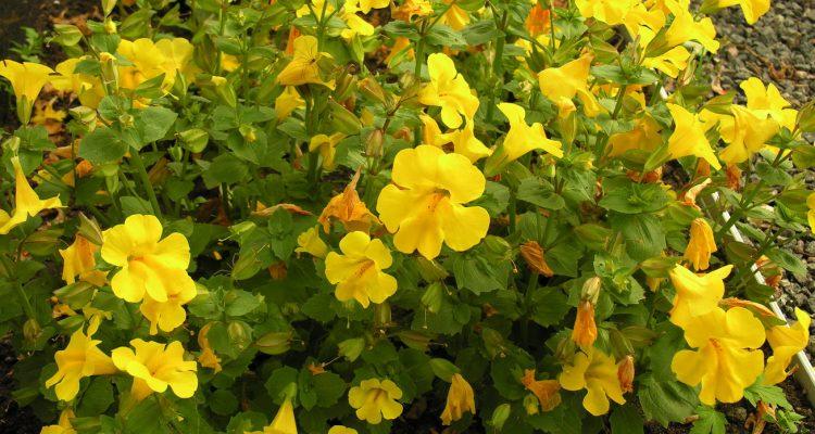 Mimulus michiganensis