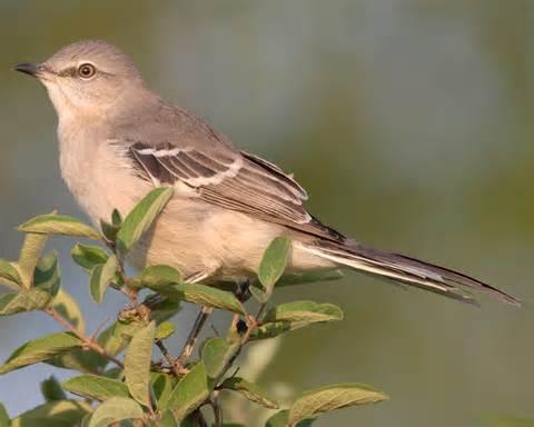 Mimus graysoni