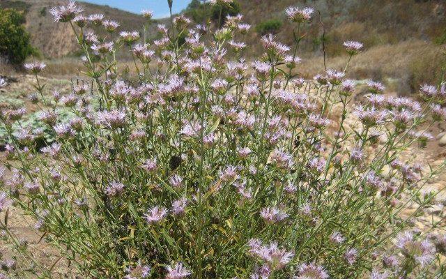 Monardella viminea