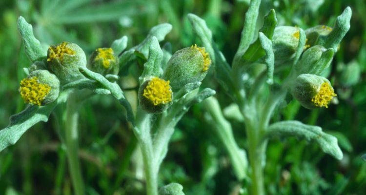 Monolopia (=Lembertia) congdonii